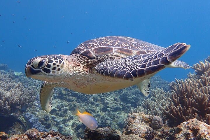 Turtle Snorkeling in Ishigaki - Fluent English! Small Group! — photo 10