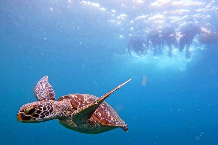 Turtle Snorkeling in Ishigaki - Fluent English! Small Group! — photo 12