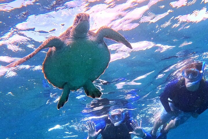 Turtle Snorkeling in Ishigaki - Fluent English! Small Group! — photo 17