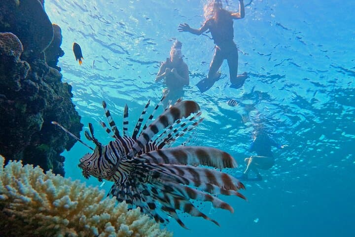 Turtle Snorkeling in Ishigaki - Fluent English! Small Group! — photo 18