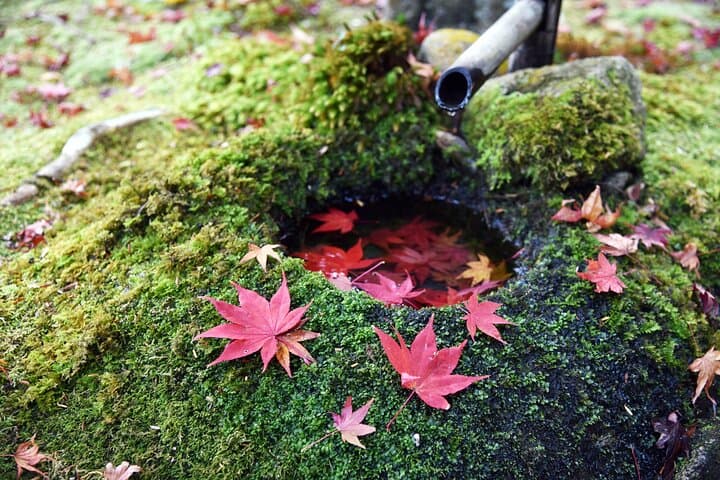 Private Tour to Kyu Chikurinin Garden by Car — photo 4