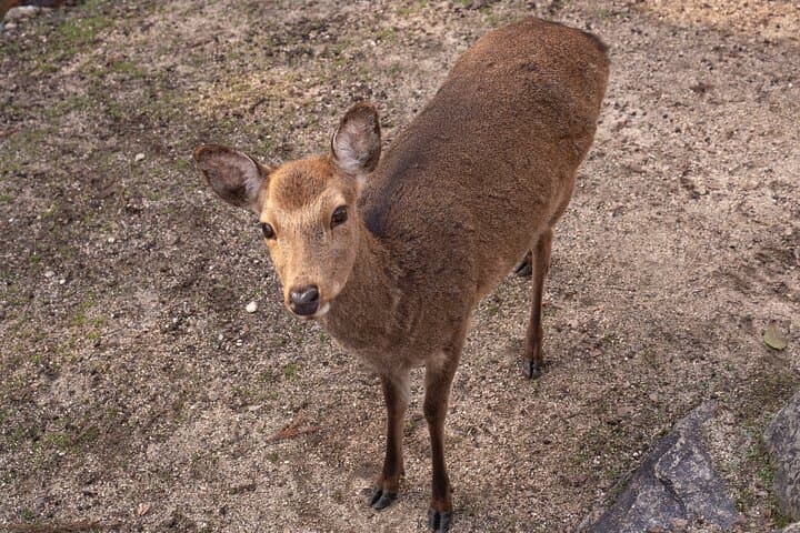 Private Hiroshima Tour — photo 6