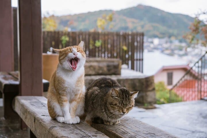 Scenic Onomichi Stroll the Slopes Cycle the Sea Breeze — photo 2