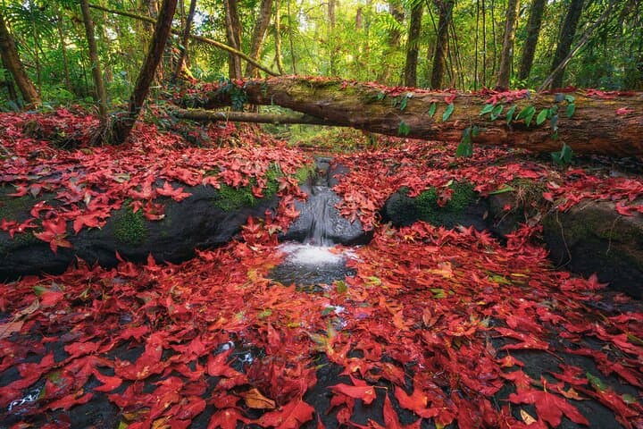 Nikko Private Day Tour - English Guide - Shrine, Waterfall, Onsen — photo 6