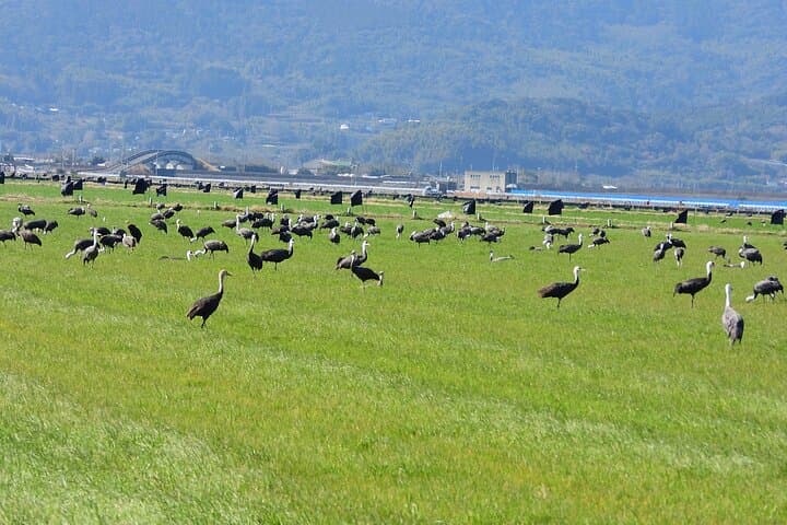 Private Shore Tour: Kagoshima Winter Crane Watching — photo 6