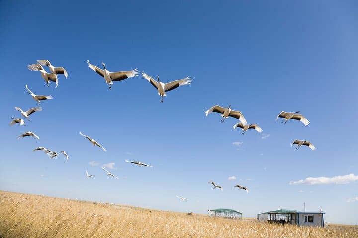 Private Shore Tour: Kagoshima Winter Crane Watching
