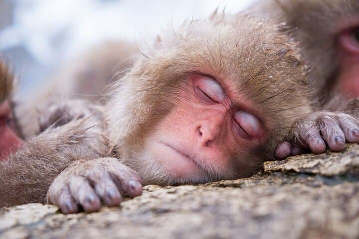 Private Charter Service to Visit Snow Monkey Park — photo 4
