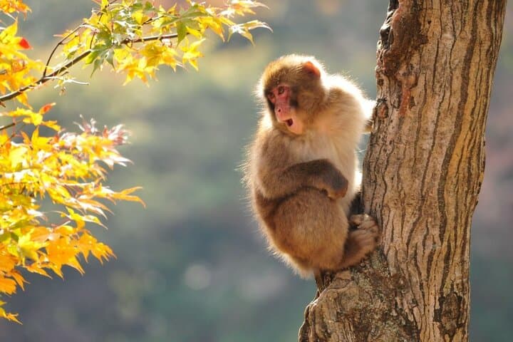 Private Charter Service to Visit Snow Monkey Park — photo 5