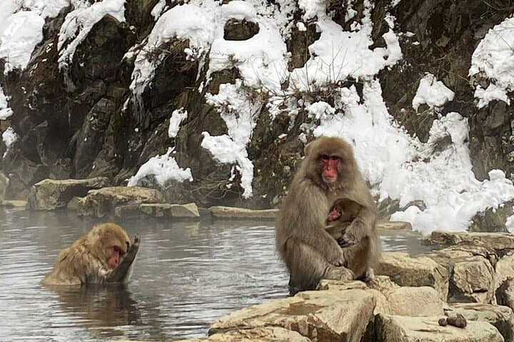 Private Charter Service to Visit Snow Monkey Park — photo 6
