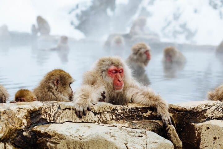 Private Charter Service to Visit Snow Monkey Park — photo 7