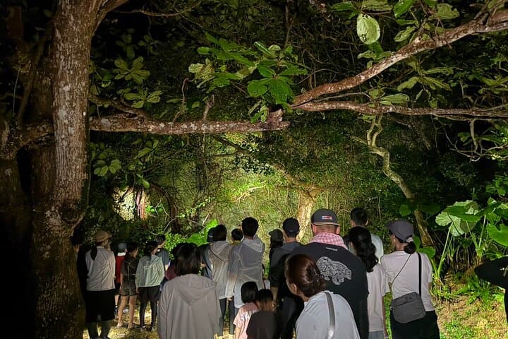 Miyakojima:Night tour ｜Pick-up OK｜Jungle night tour & Starry sky — photo 2