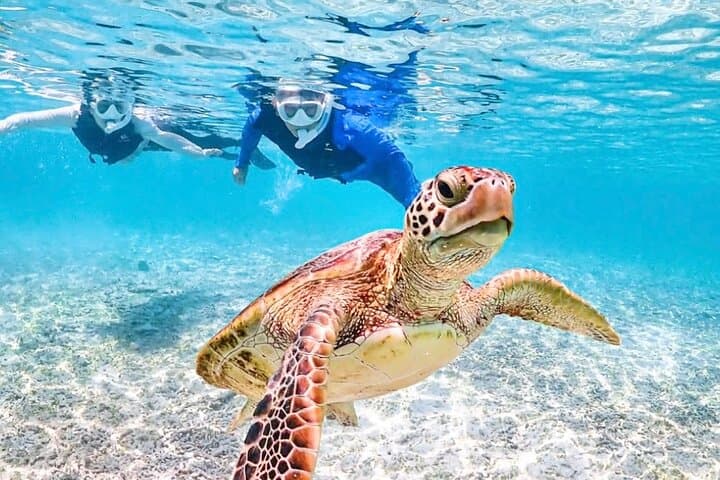 Miyakojima:Snorkeling｜Pick-up OK｜sea turtles & Fish and coral — photo 7