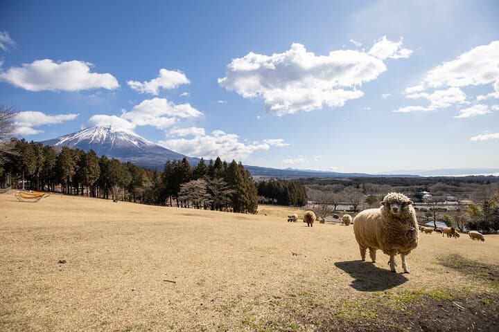 From Tokyo Mt.Fuji, Lake Kawaguchi, Makaino Farm day tour — photo 9
