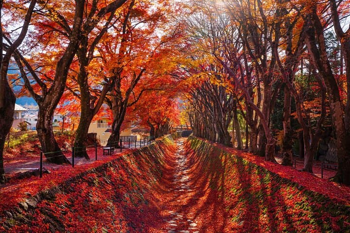 Mt. Fuji Autumn leaves And Heritage Village Trip Tokyo — photo 19