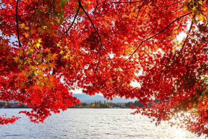 Mt. Fuji Autumn leaves And Heritage Village Trip Tokyo — photo 17