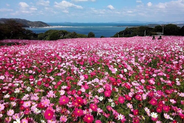 Colors of Japan, Fukuoka Nokonoshima Island Park & Wagyu BBQ — photo 2