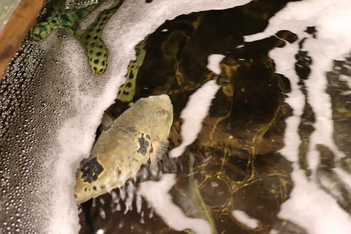 Fugu Experience Tour Learn and Taste Japans Pufferfish Cuisine — photo 3