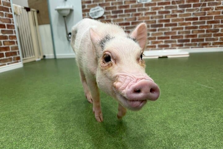 30-Minute Osaka Micro Pig Interaction Experience at Buta Goya — photo 7