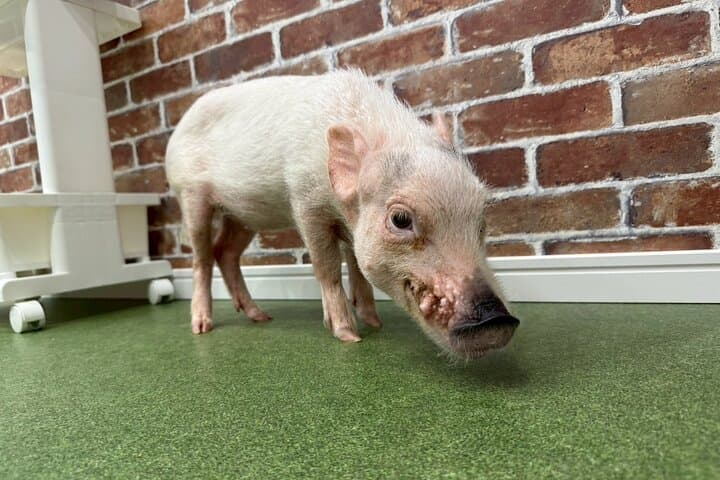 30-Minute Osaka Micro Pig Interaction Experience at Buta Goya — photo 8