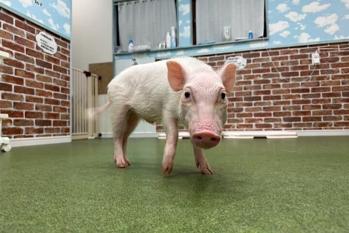 30-Minute Osaka Micro Pig Interaction Experience at Buta Goya — photo 9