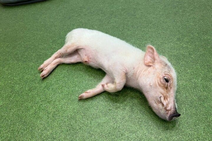 30-Minute Osaka Micro Pig Interaction Experience at Buta Goya — photo 10