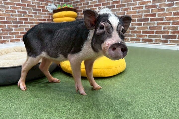 30-Minute Osaka Micro Pig Interaction Experience at Buta Goya — photo 11