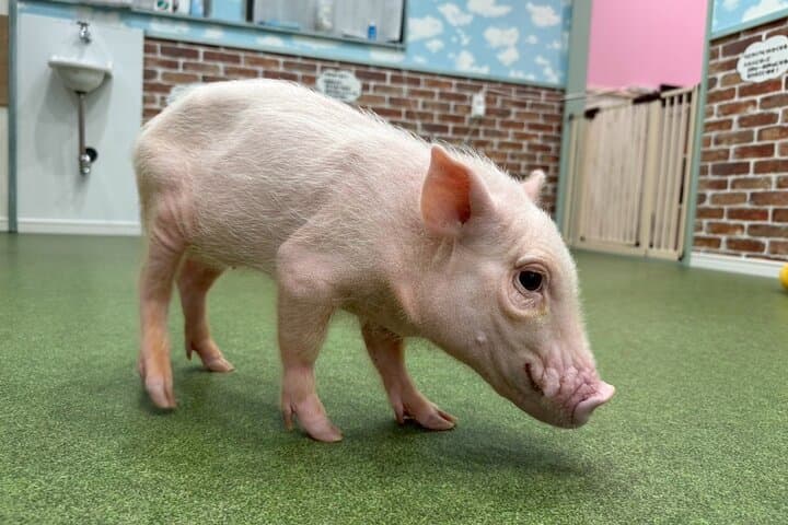 30-Minute Osaka Micro Pig Interaction Experience at Buta Goya — photo 12