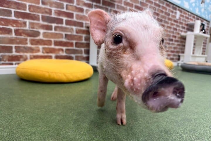 30-Minute Osaka Micro Pig Interaction Experience at Buta Goya — photo 13