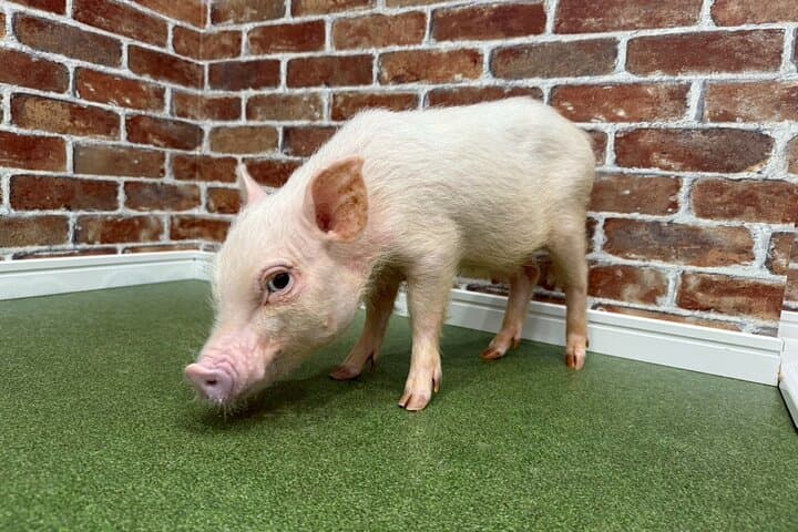 30-Minute Osaka Micro Pig Interaction Experience at Buta Goya — photo 14