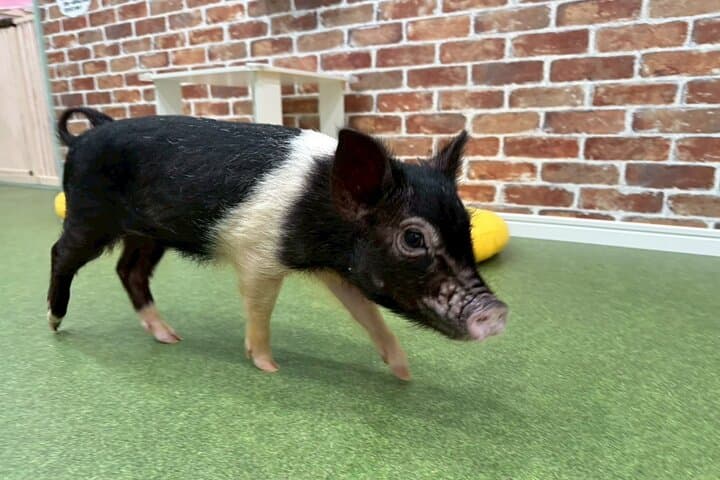 30-Minute Osaka Micro Pig Interaction Experience at Buta Goya — photo 15