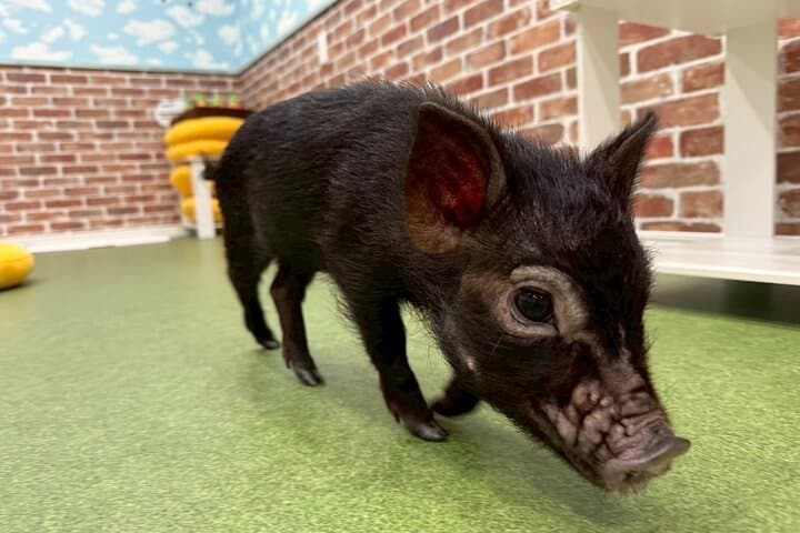 30-Minute Osaka Micro Pig Interaction Experience at Buta Goya — photo 16