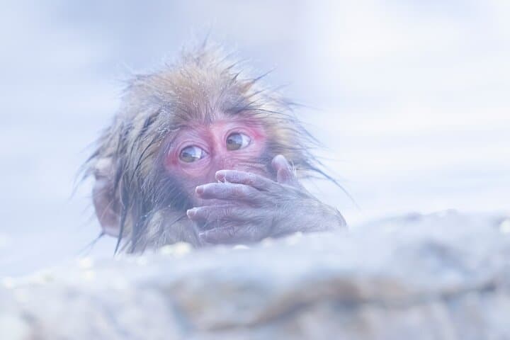 Jigokudani Snow Monkey Park Guided Tour by Private Vehicle — photo 3