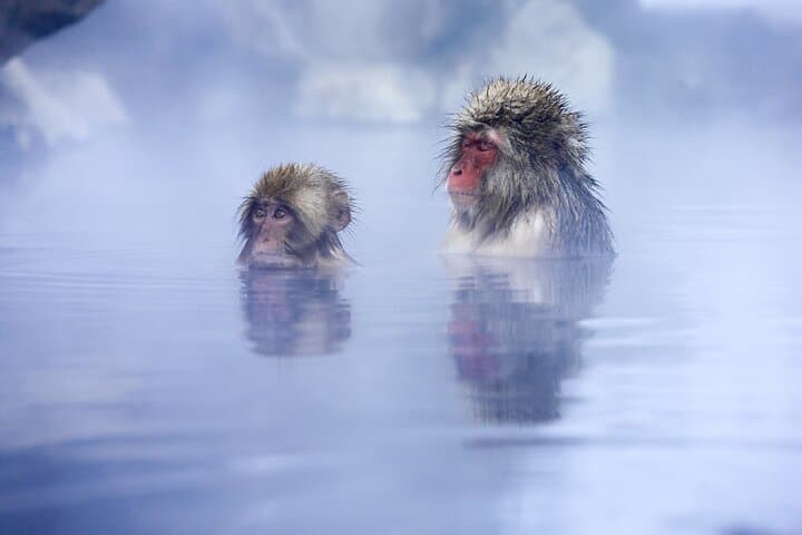 Jigokudani Snow Monkey Park Guided Tour by Private Vehicle — photo 5