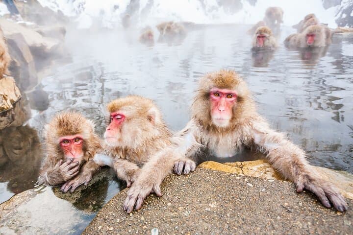 Jigokudani Snow Monkey Park Guided Tour by Private Vehicle — photo 6