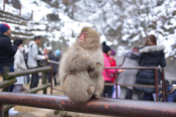 Jigokudani Snow Monkey Park Guided Tour by Private Vehicle — photo 7