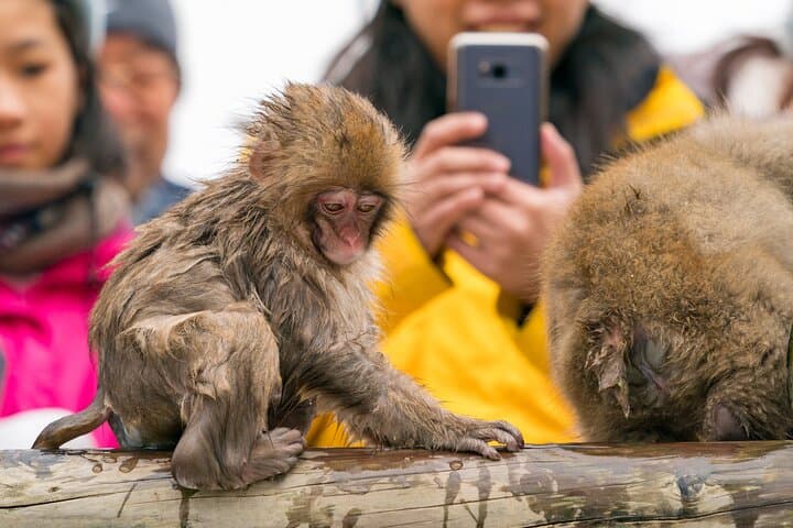 Jigokudani Snow Monkey Park Guided Tour by Private Vehicle — photo 8