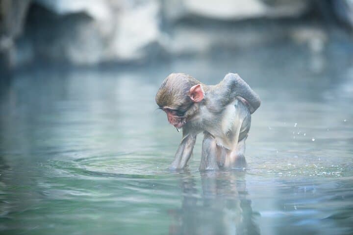 Jigokudani Snow Monkey Park Guided Tour by Private Vehicle — photo 11