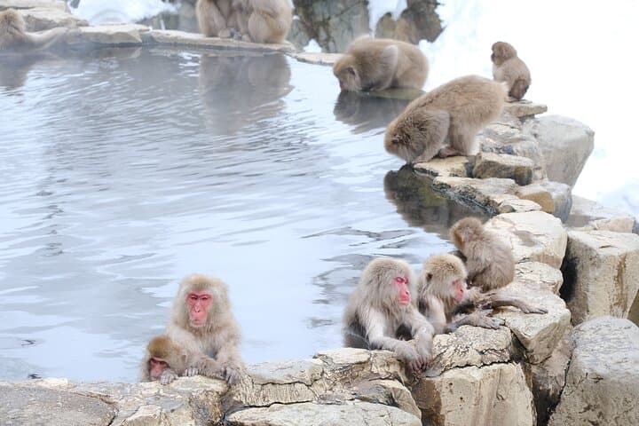 Jigokudani Snow Monkey Park Guided Tour by Private Vehicle — photo 12