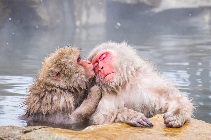 Jigokudani Snow Monkey Park Guided Tour by Private Vehicle — photo 2