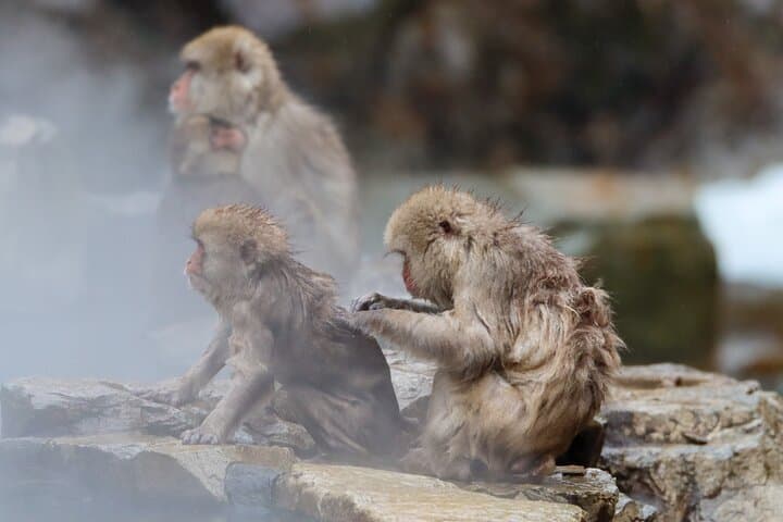 Jigokudani Snow Monkey Park Guided Tour by Private Vehicle — photo 14
