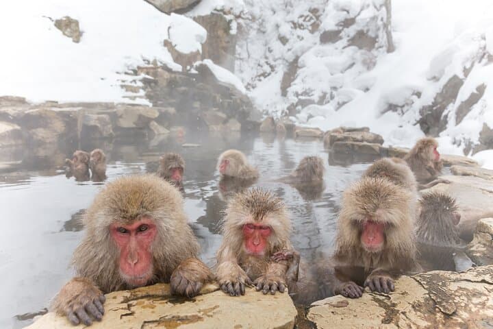 Jigokudani Snow Monkey Park Guided Tour by Private Vehicle — photo 4
