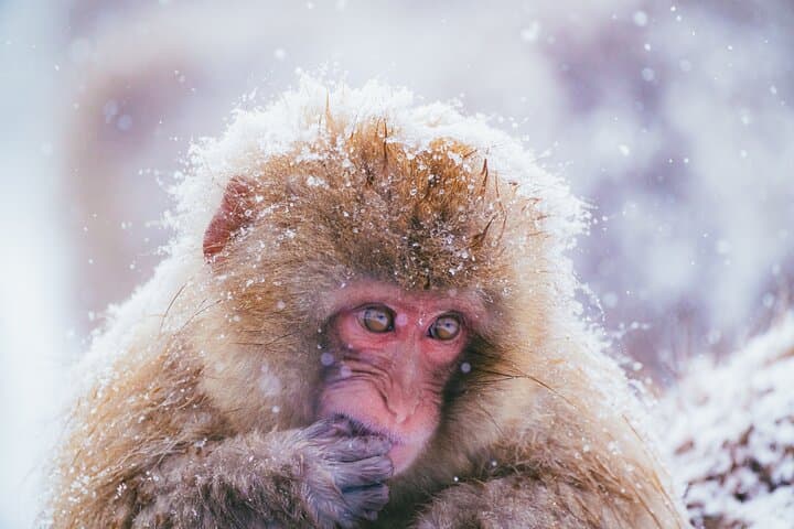 Jigokudani Snow Monkey Park Guided Tour by Private Vehicle — photo 15