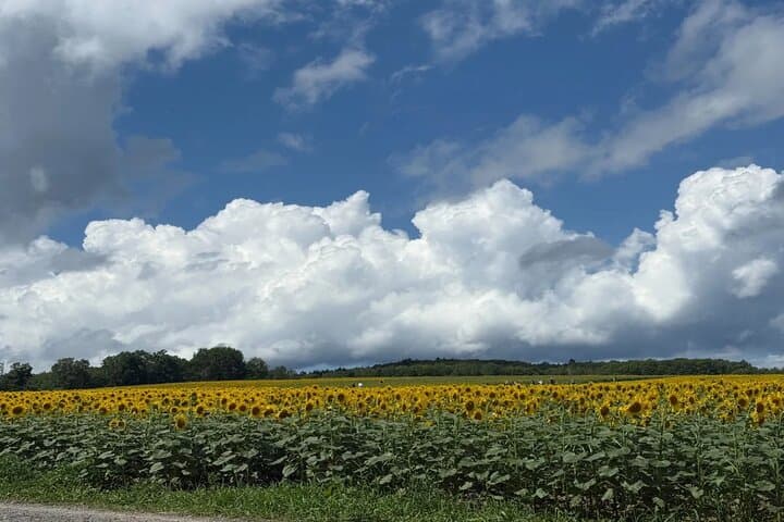 Hokkaido Biei Private Tour — photo 4