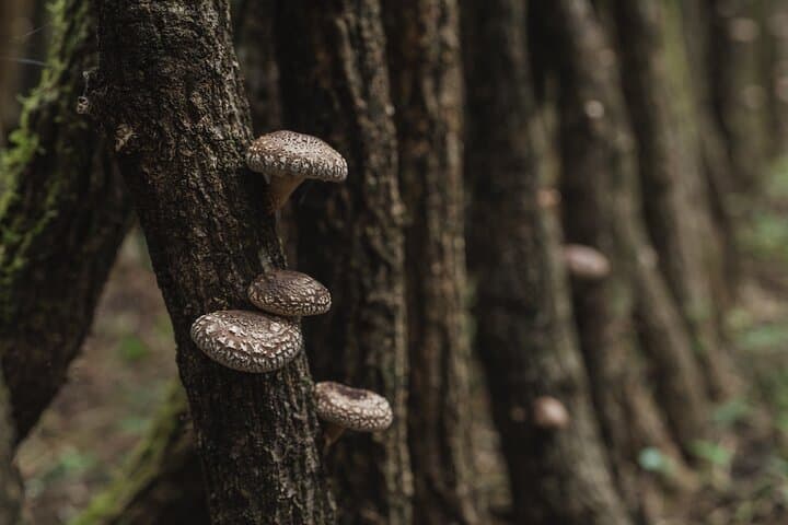 Oita: Shiitake Mushroom Farm Tour & Tasting