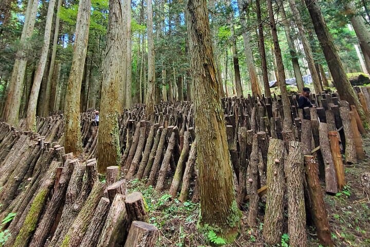Oita: Shiitake Mushroom Farm Tour & Tasting — photo 3