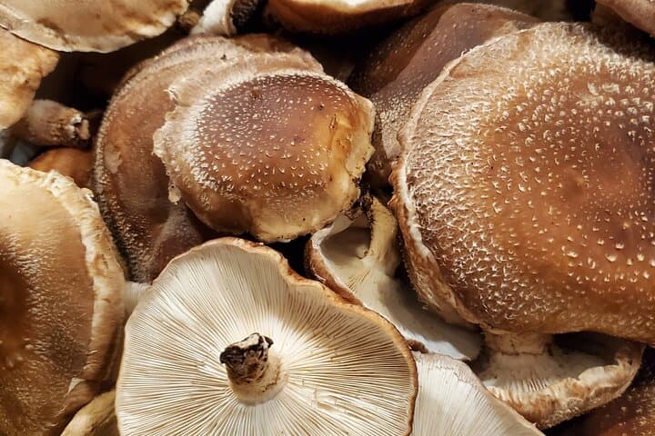 Oita: Shiitake Mushroom Farm Tour & Tasting — photo 4
