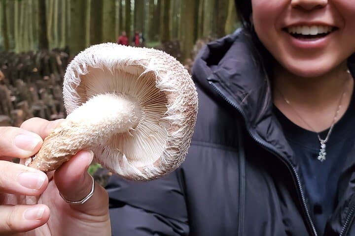 Oita: Shiitake Mushroom Farm Tour & Tasting — photo 8