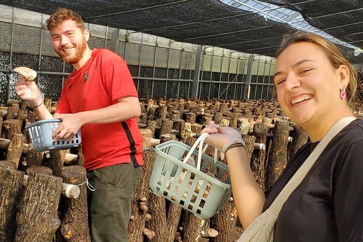 Oita: Shiitake Mushroom Farm Tour & Tasting — photo 7