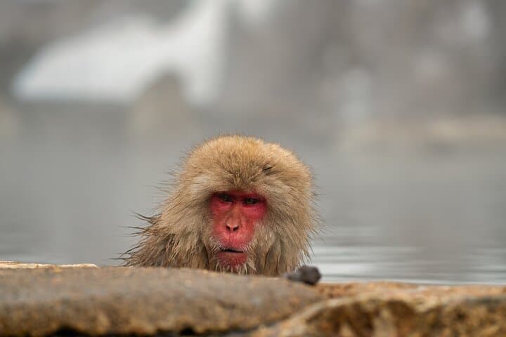Snow Monkey Park & Zenkoji Private Tour (Customizable) — photo 2