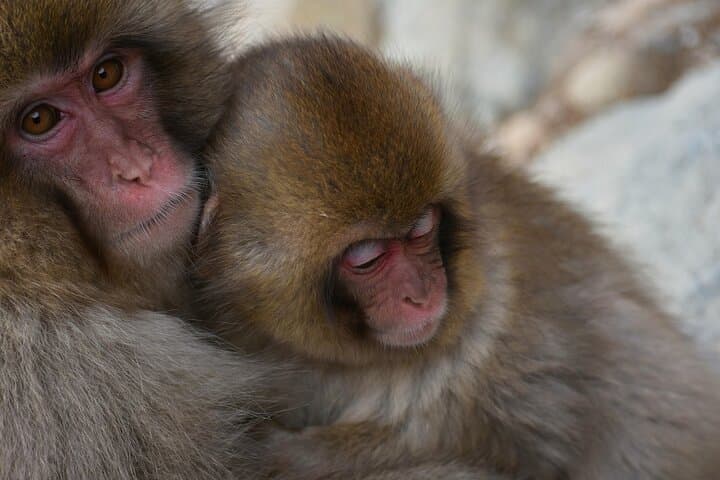 Snow Monkey Park & Zenkoji Private Tour (Customizable) — photo 3
